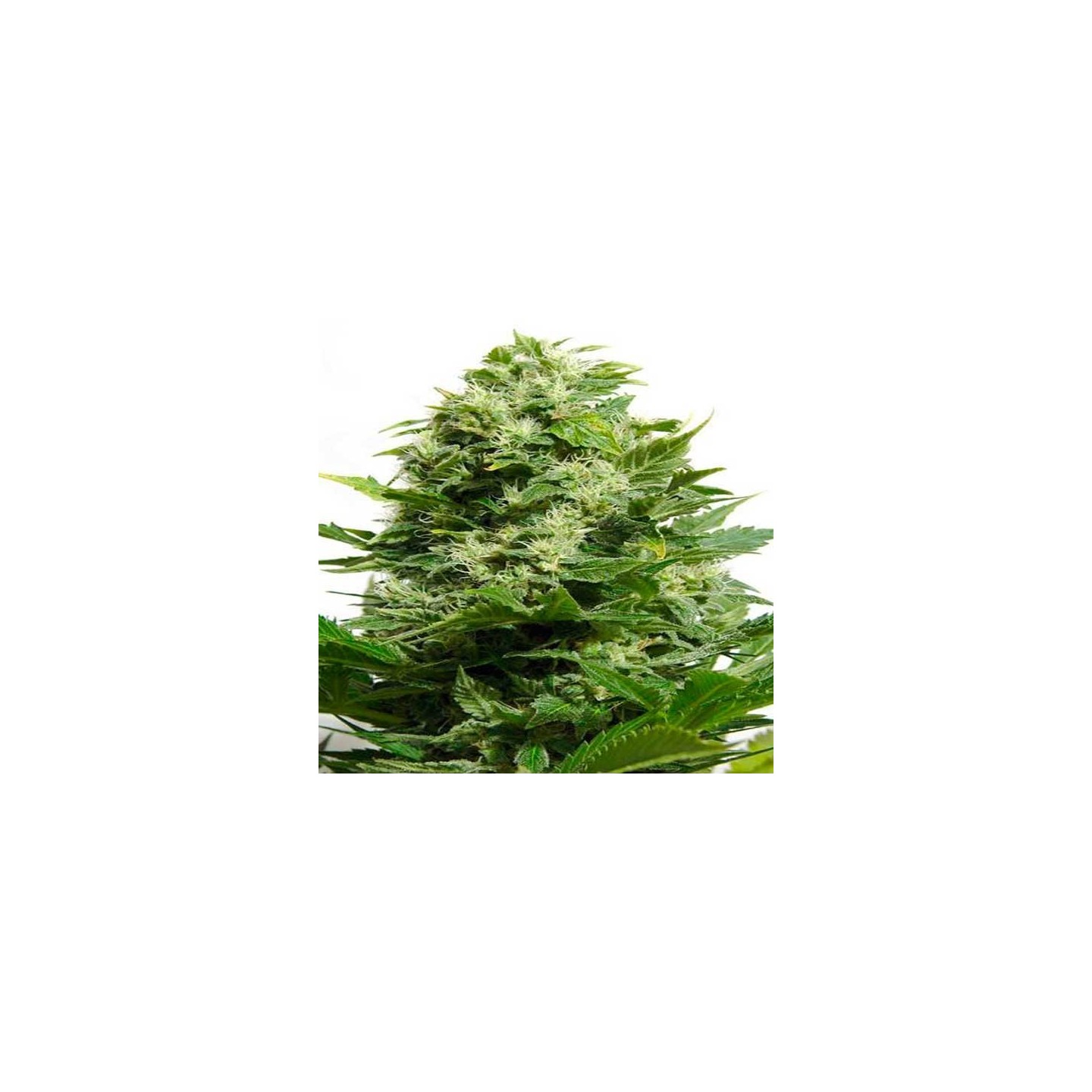 Bubble Cheese Feminizada de Big Buddha Seeds
