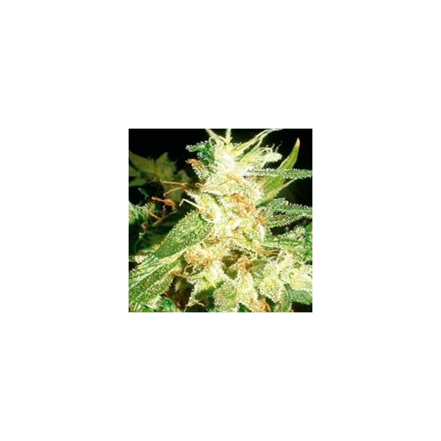 Buddha Haze Feminizada de Big Buddha Seeds
