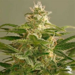 Buddha Kush Og Feminizada de Big Buddha Seeds