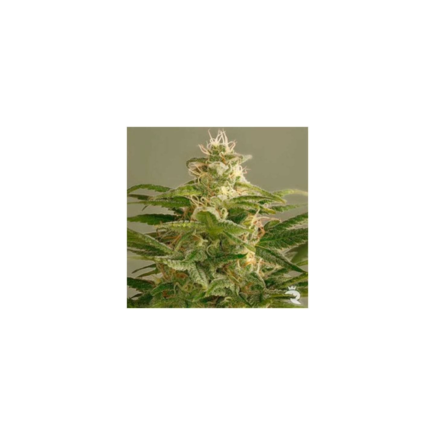 Buddha Kush Og Feminizada de Big Buddha Seeds