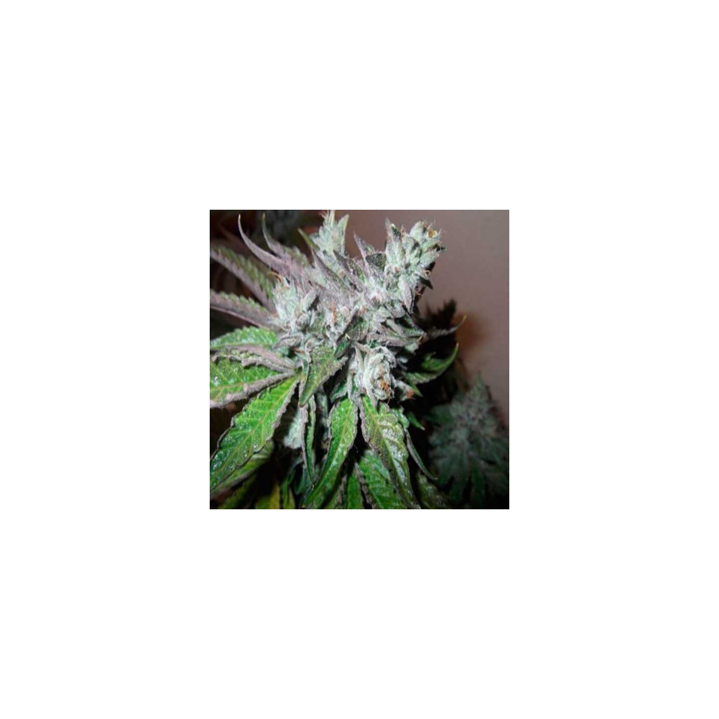 Buddha Tahoe Feminizada de Big Buddha Seeds