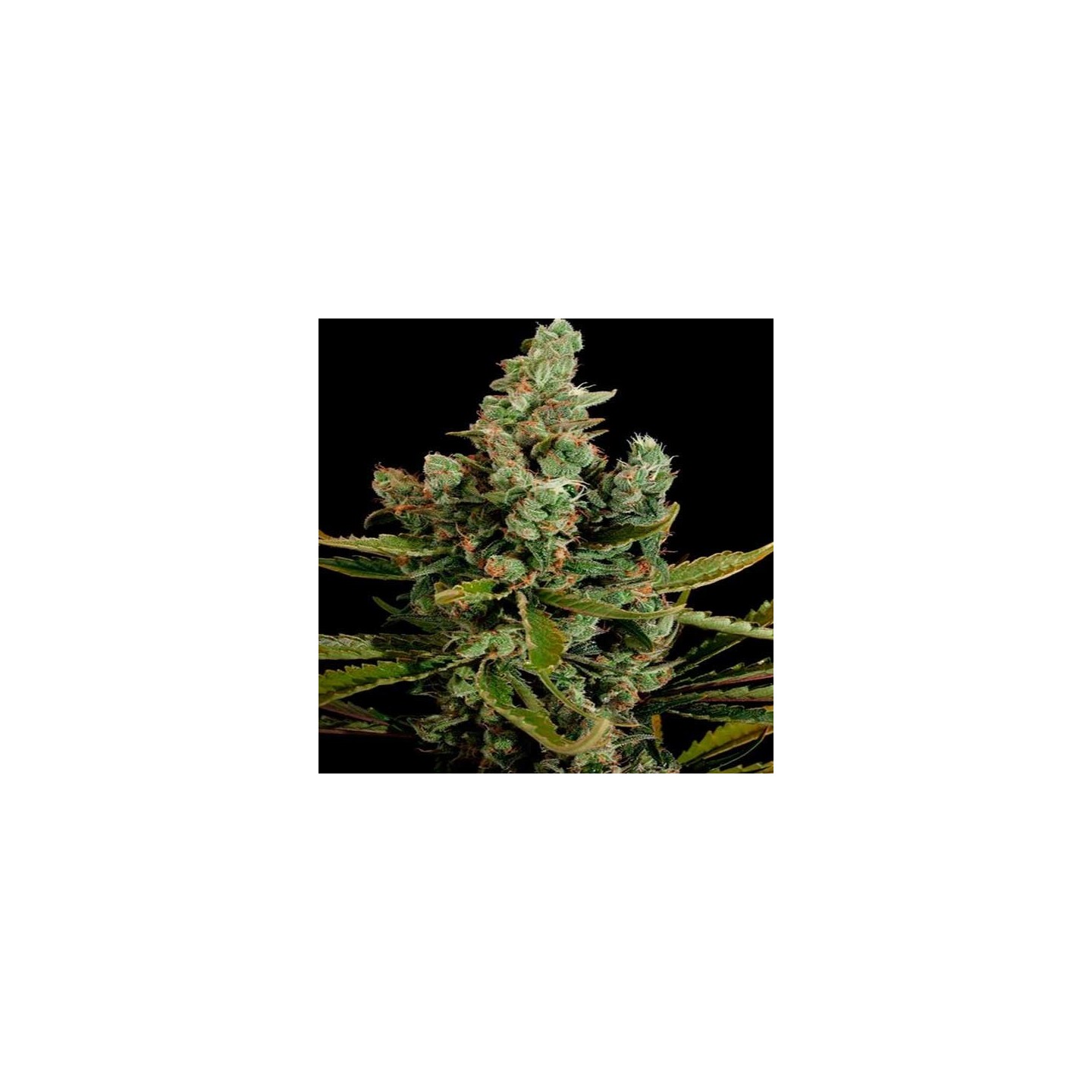 Cheese Feminizada de Big Buddha Seeds