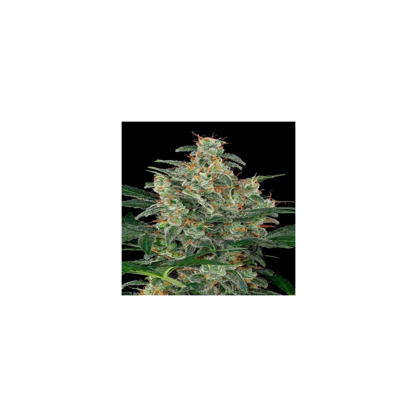 Cheese Autofloreciente Feminizada de Big Buddha Seeds