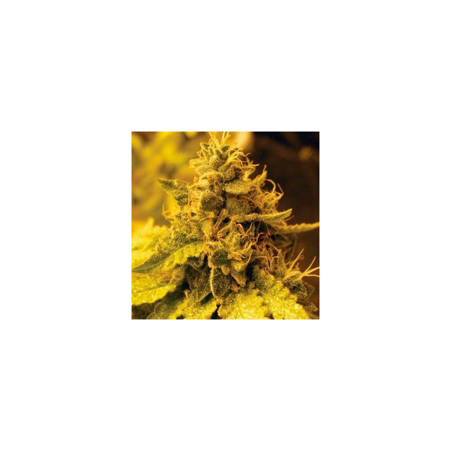 Cheese Dawg Feminizada de Big Buddha Seeds