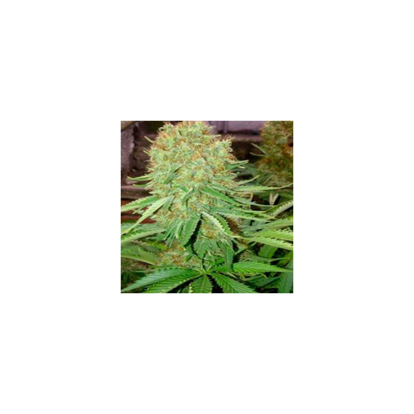 Cheesus Feminizada de Big Buddha Seeds