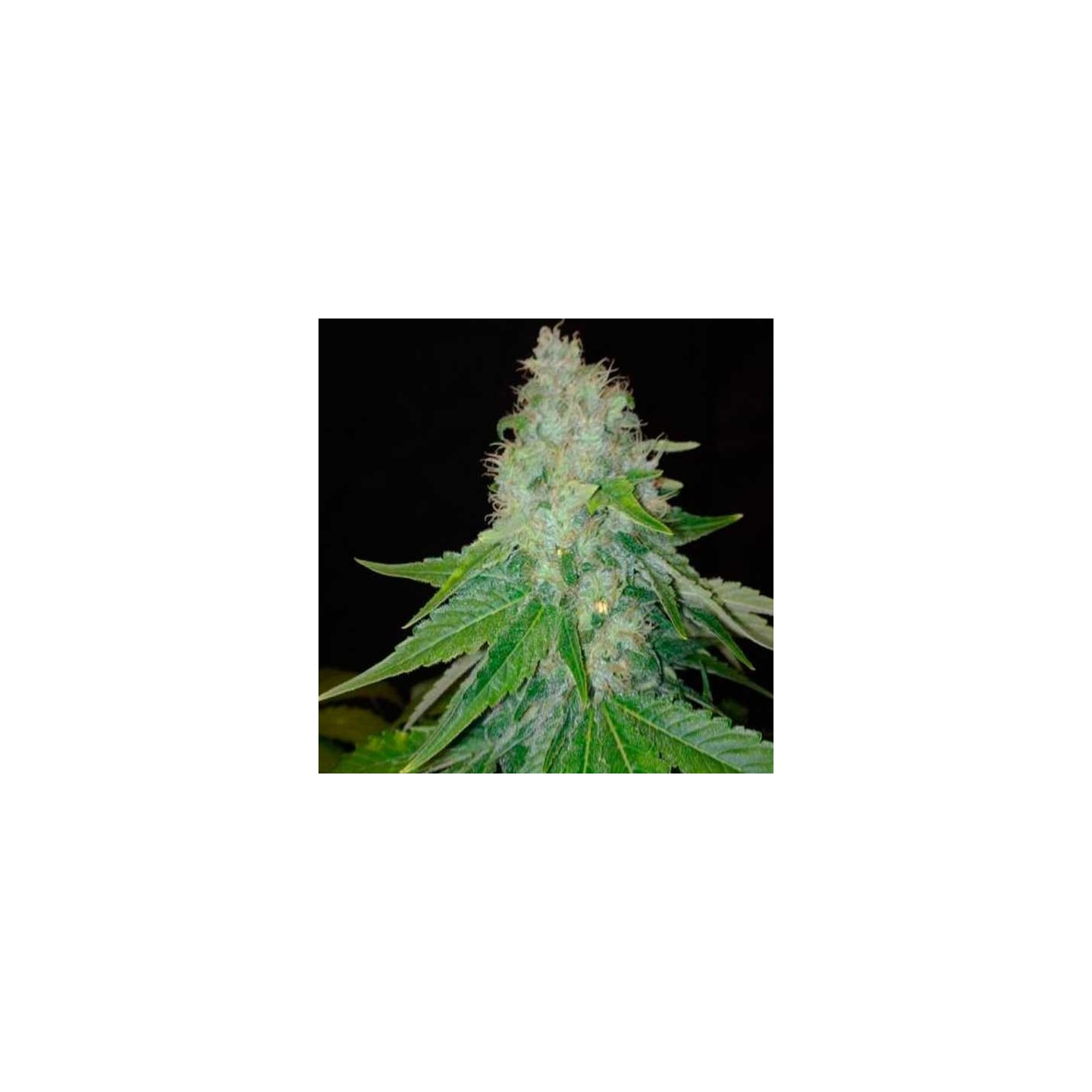 Cheesy Dick Feminizada de Big Buddha Seeds