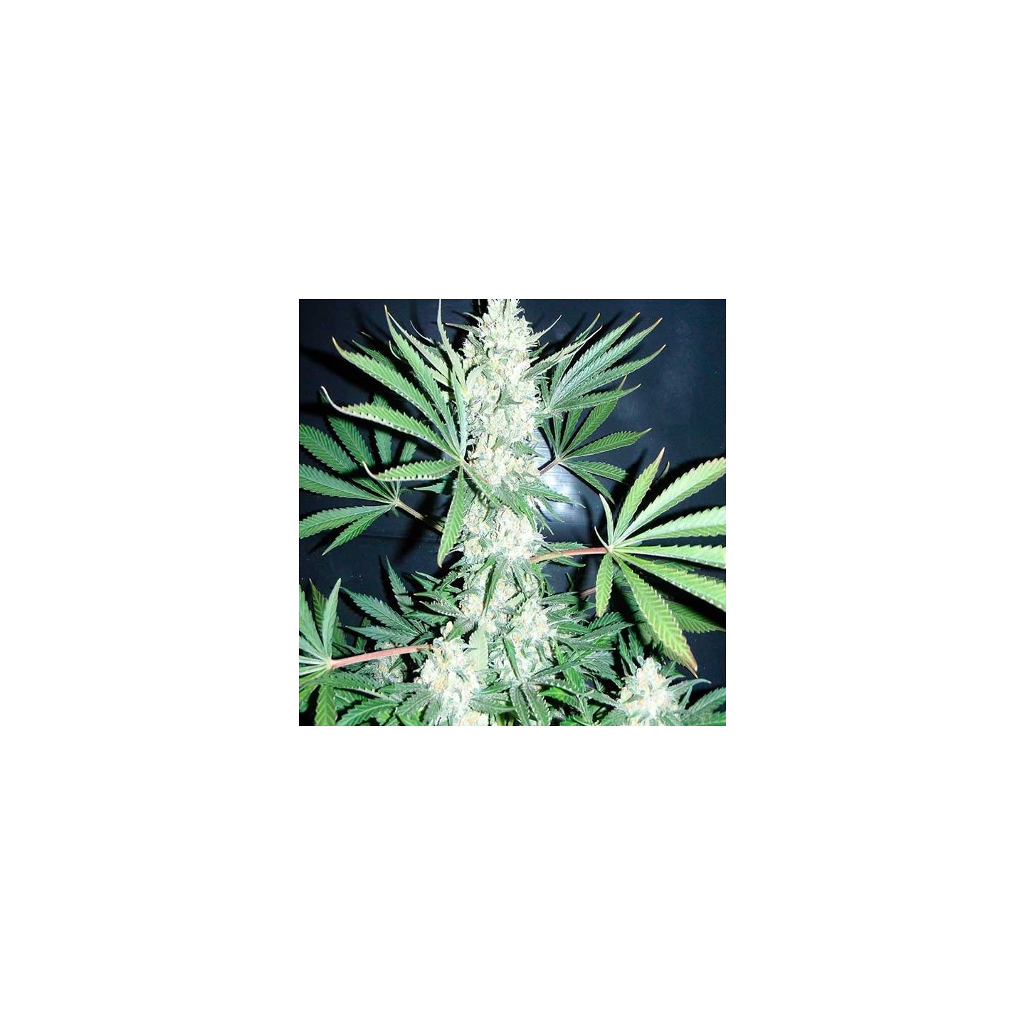Chiesel Feminizada de Big Buddha Seeds