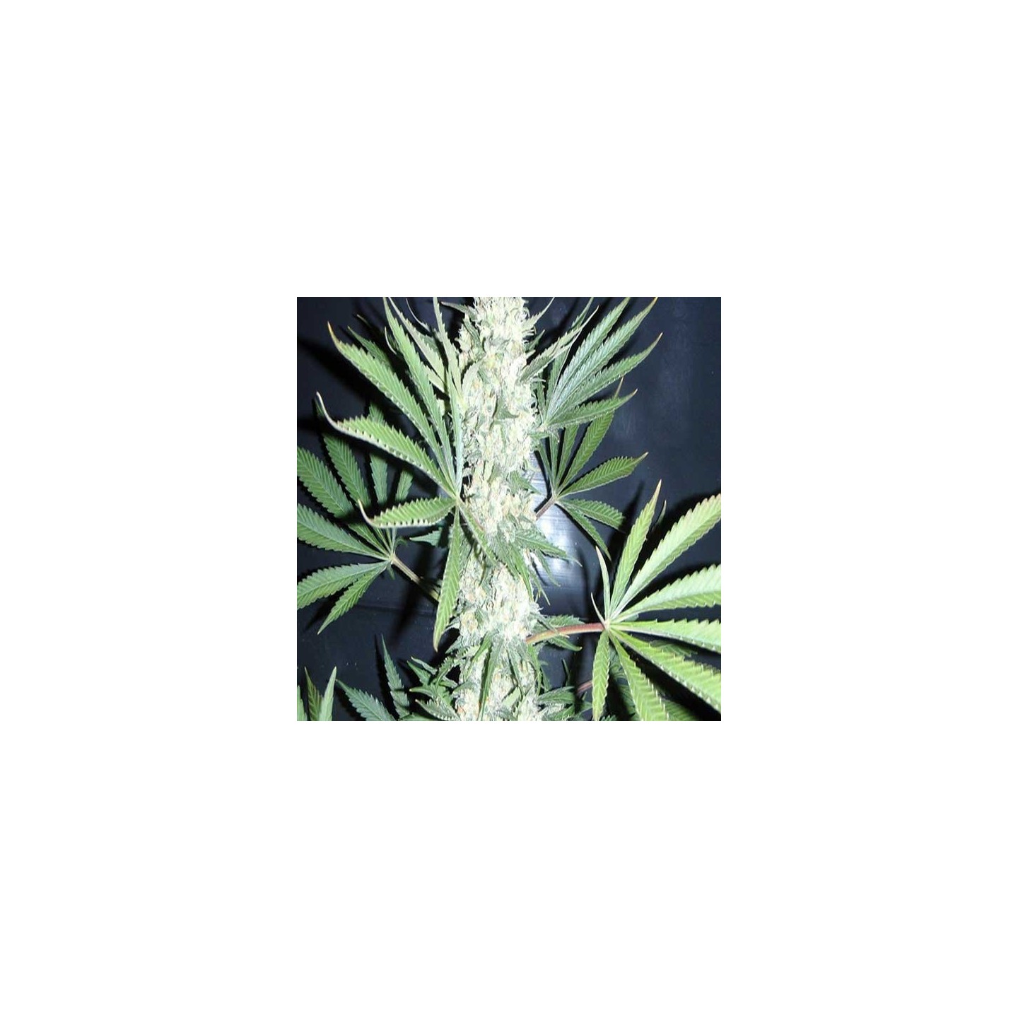 Chiesel Autofloreciente Feminizada de Big Buddha Seeds