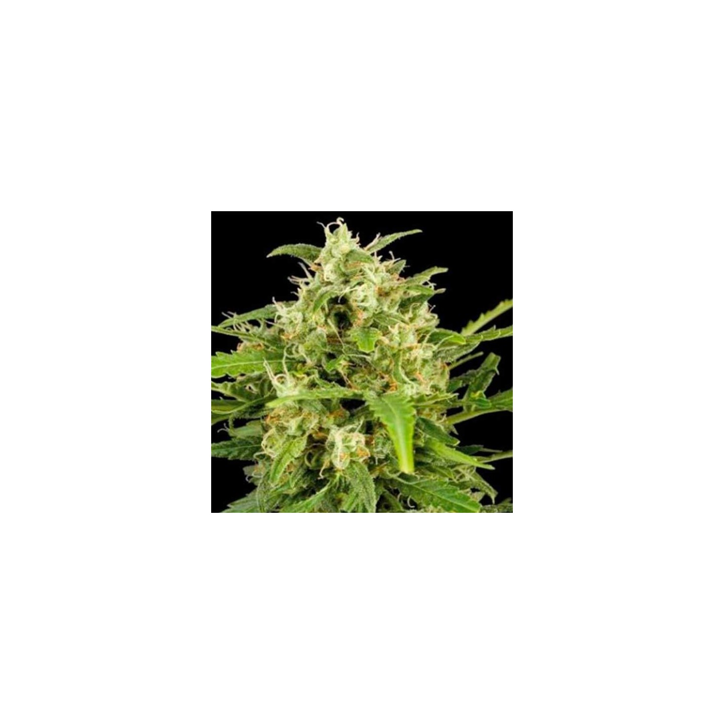 Critical Mass Autofloreciente Feminizada de Big Buddha Seeds