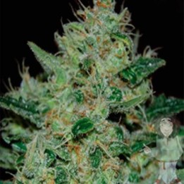 Freeze Cheese 89 Feminizada de Big Buddha Seeds