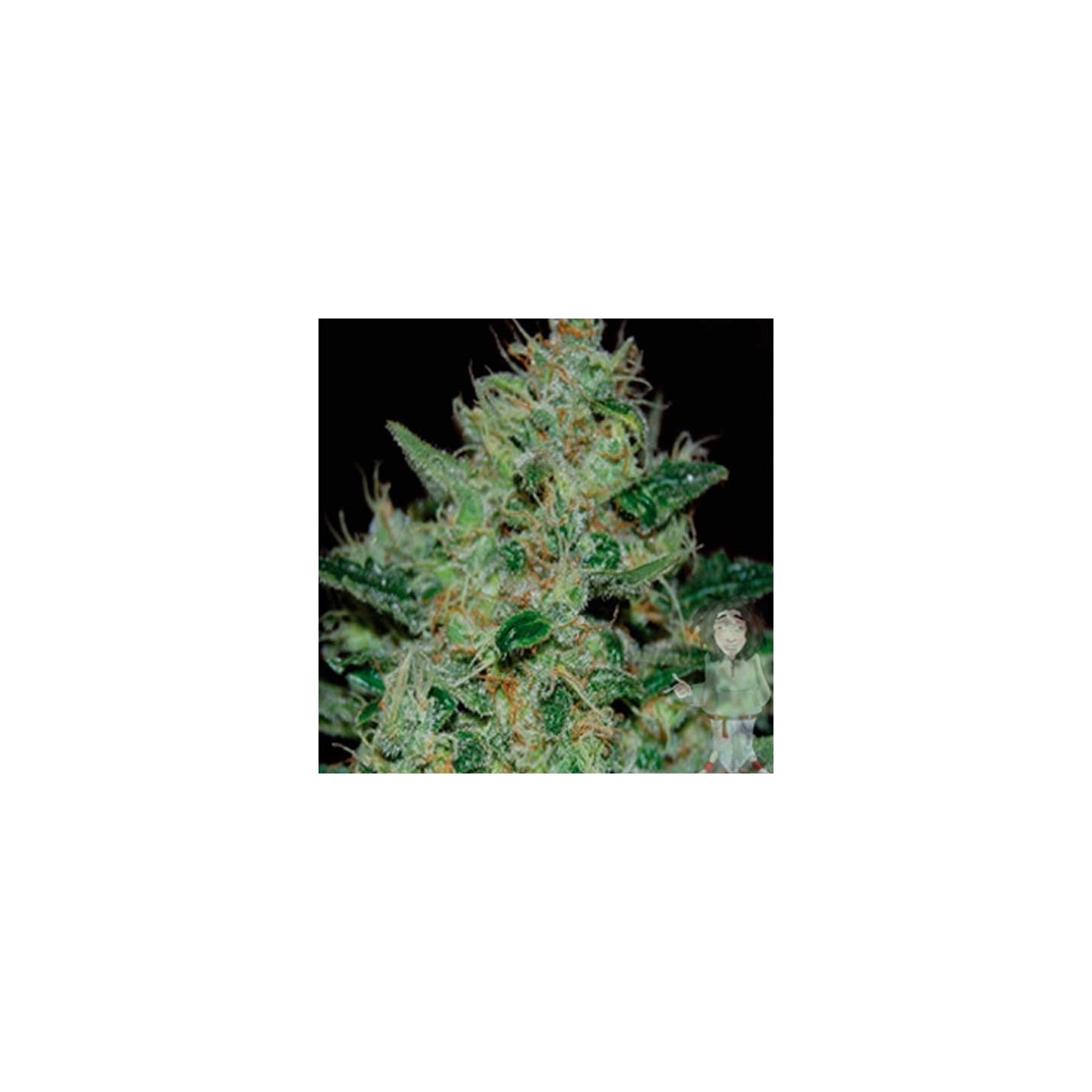 Freeze Cheese 89 Feminizada de Big Buddha Seeds