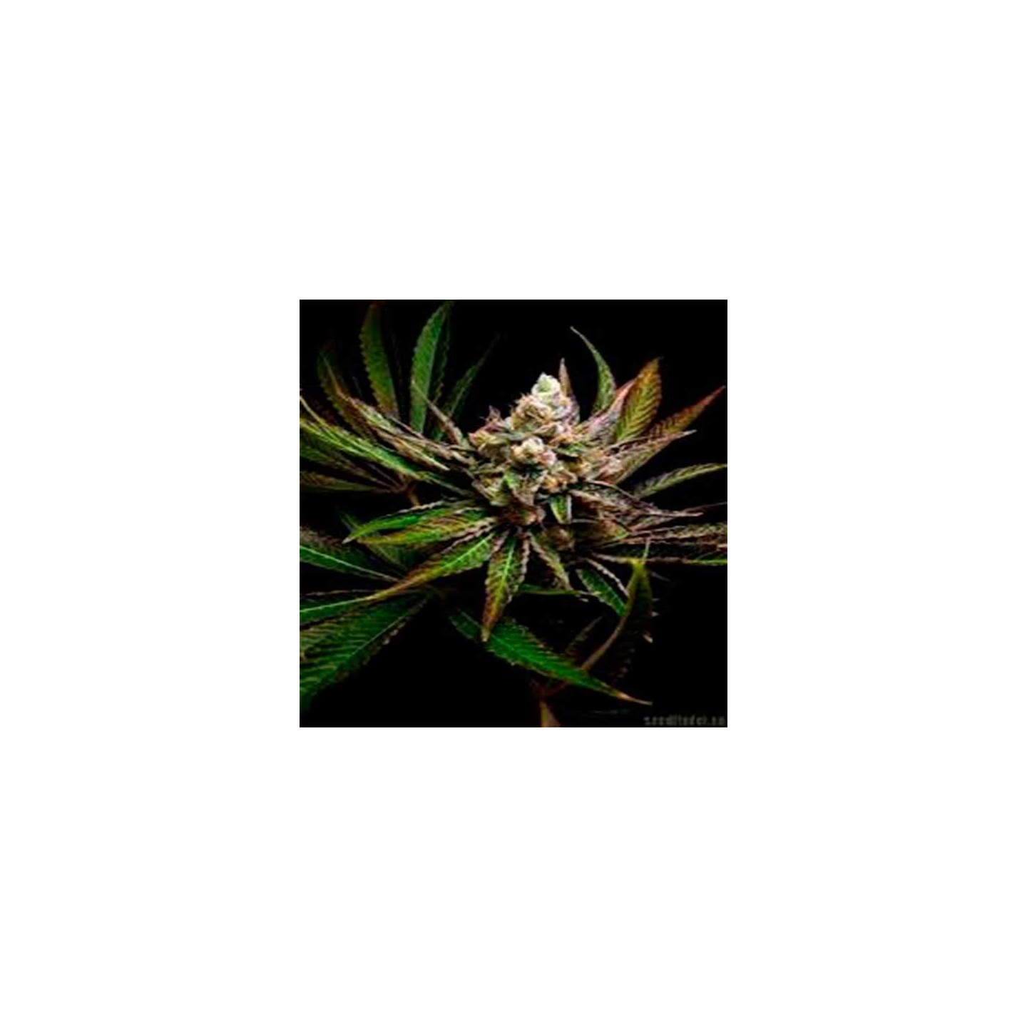 G-Bomb Feminizada de Big Buddha Seeds