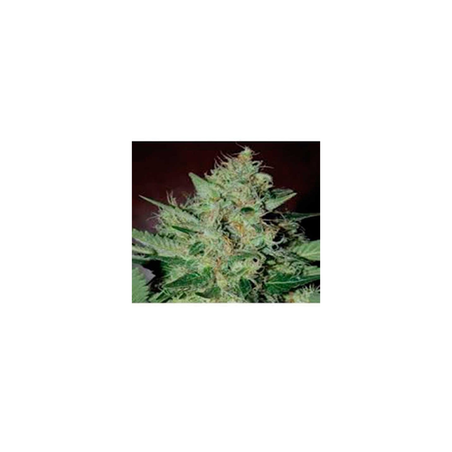 L.A. Cheese Feminizada de Big Buddha Seeds