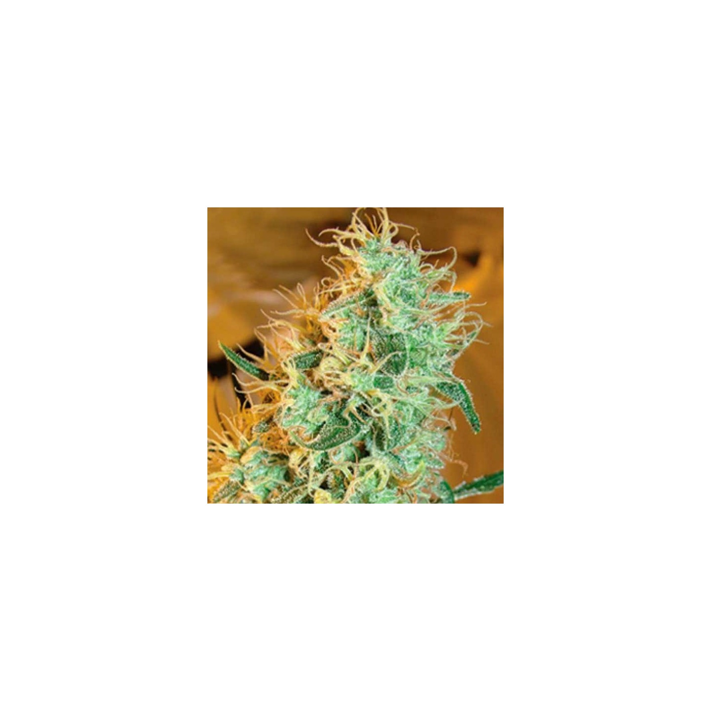 Silver Cheese Feminizada de Big Buddha Seeds