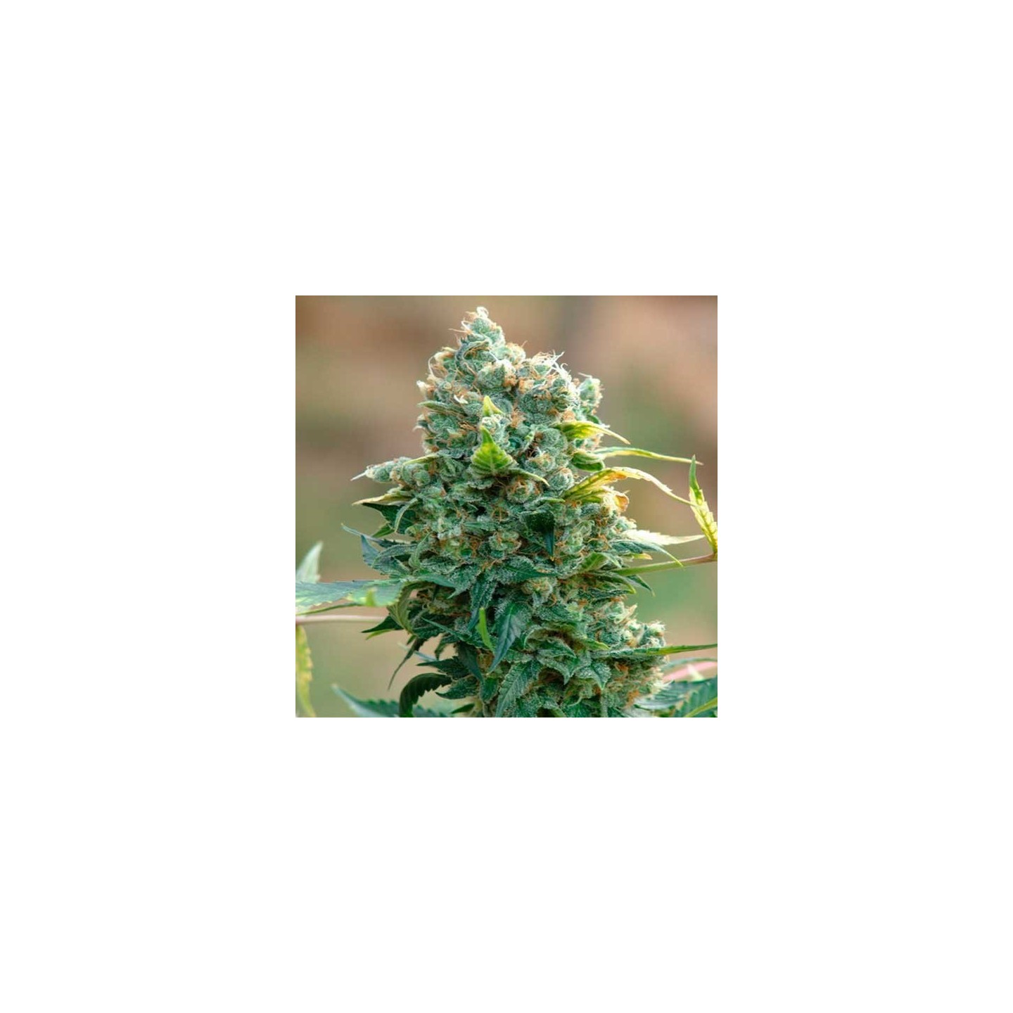A.M.S Feminizada de Green House