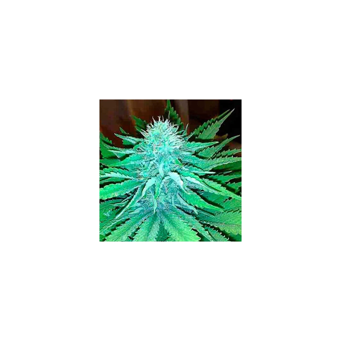 Arjan's Strawberry Haze Feminizada de Green House