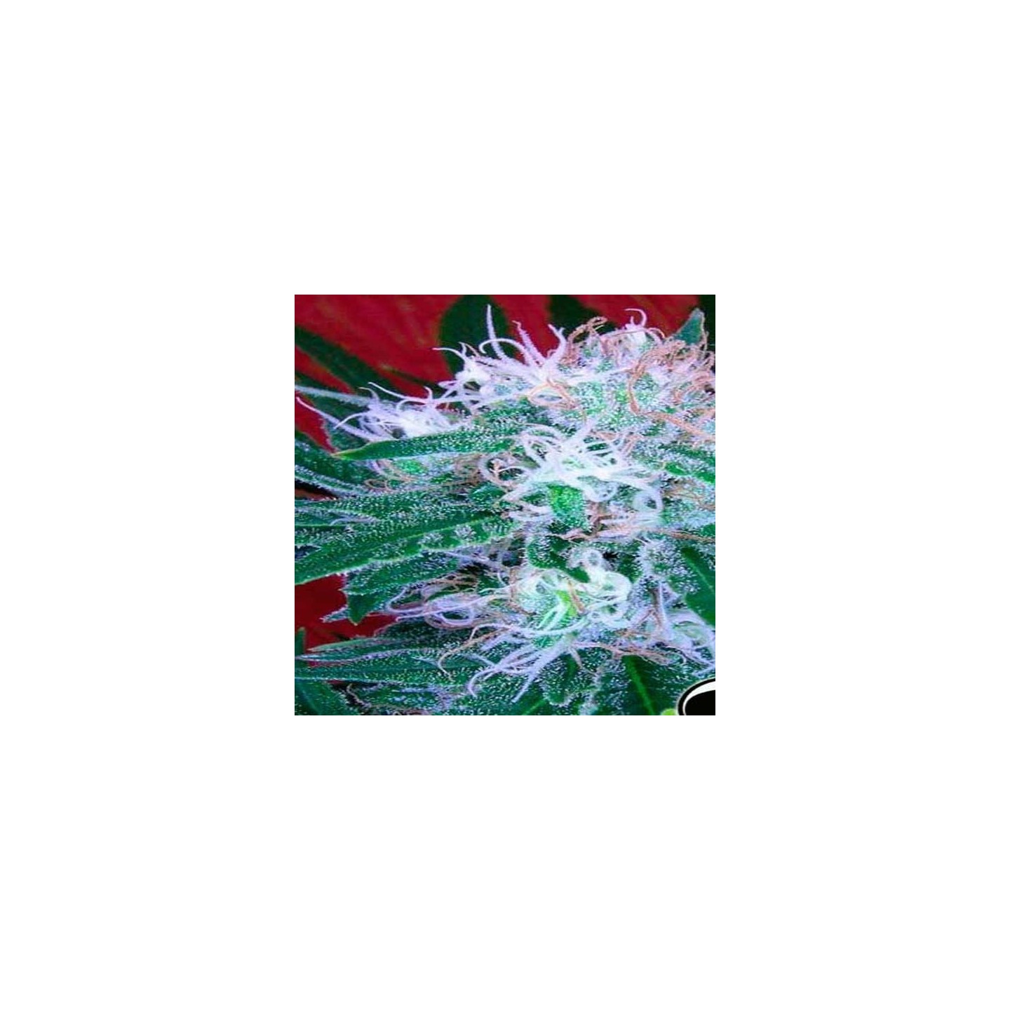 Bomb Autofloreciente Feminizada de Green House