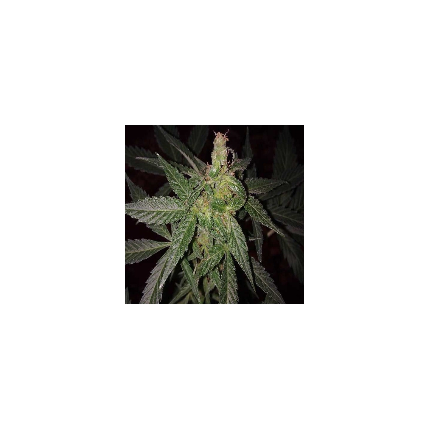Big Bang Autofloreciente Feminizada de Green House