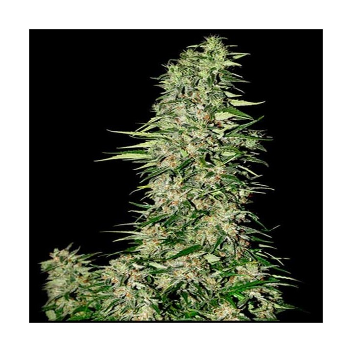 Diamond Girl Feminizada de Green House