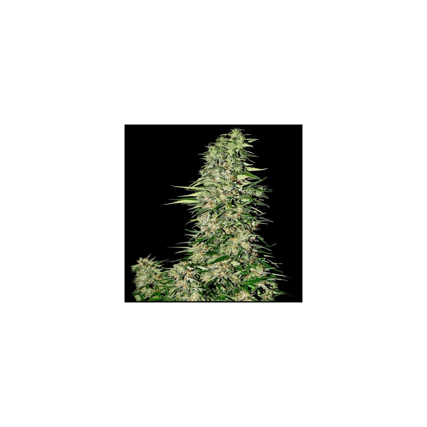 Diamond Girl Feminizada de Green House