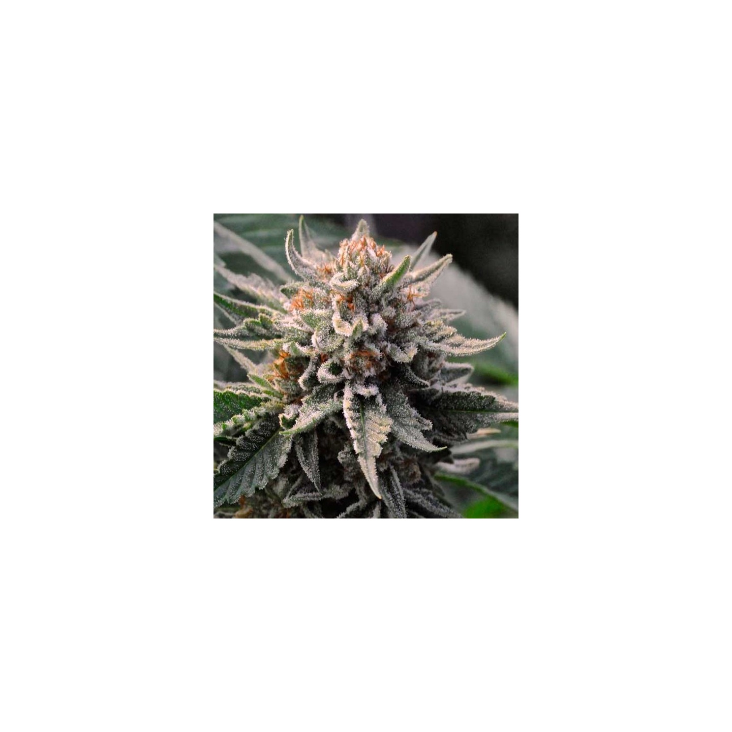 Bubba Kush Feminizada de Green House