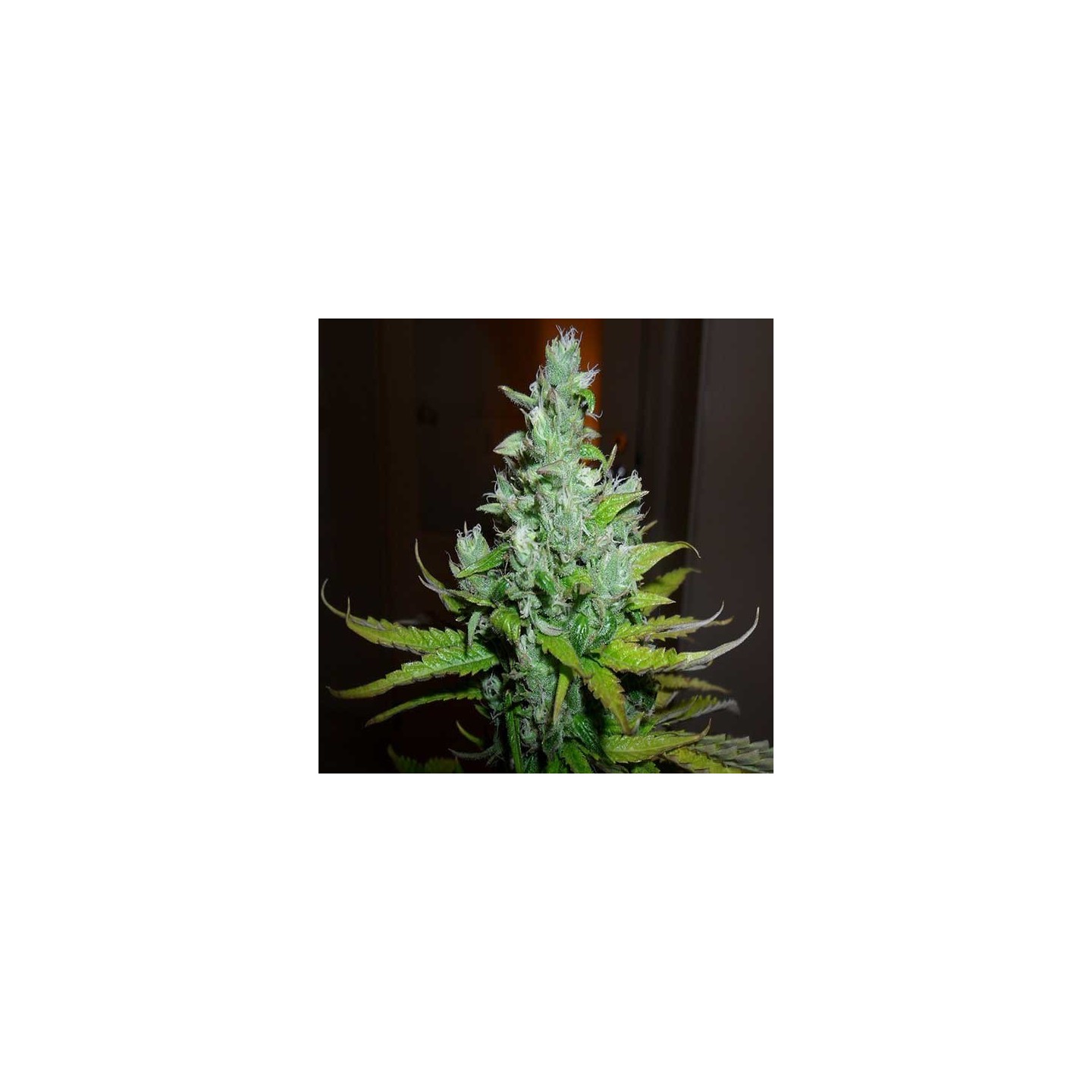 Exodus Cheese Feminizada de Green House