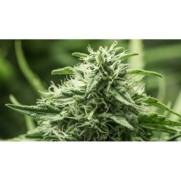 Black Dream Feminizada de Eva Seeds