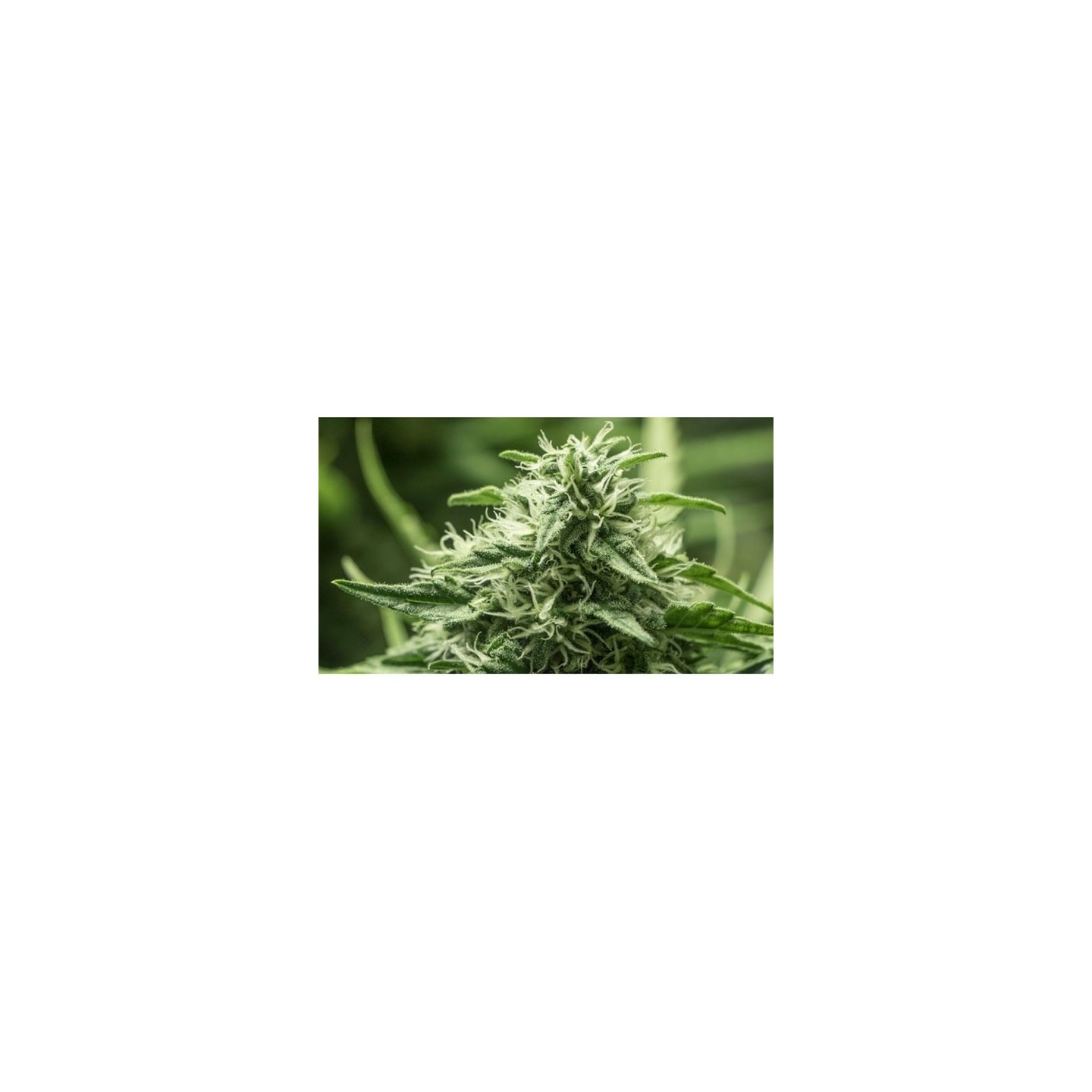 Black Dream Feminizada de Eva Seeds