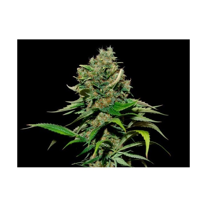 Excalibur Feminizada de Eva Seeds