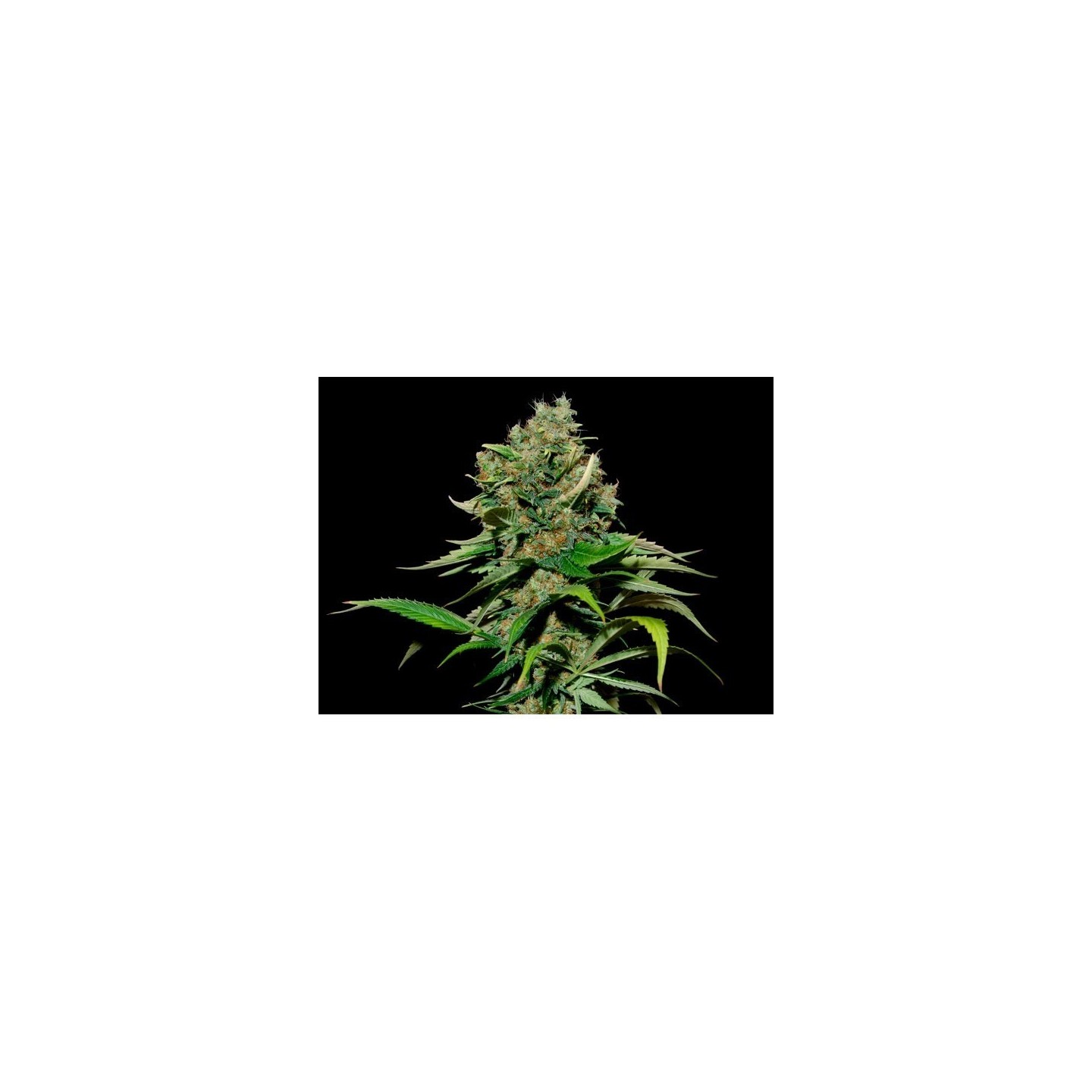 Excalibur Feminizada de Eva Seeds