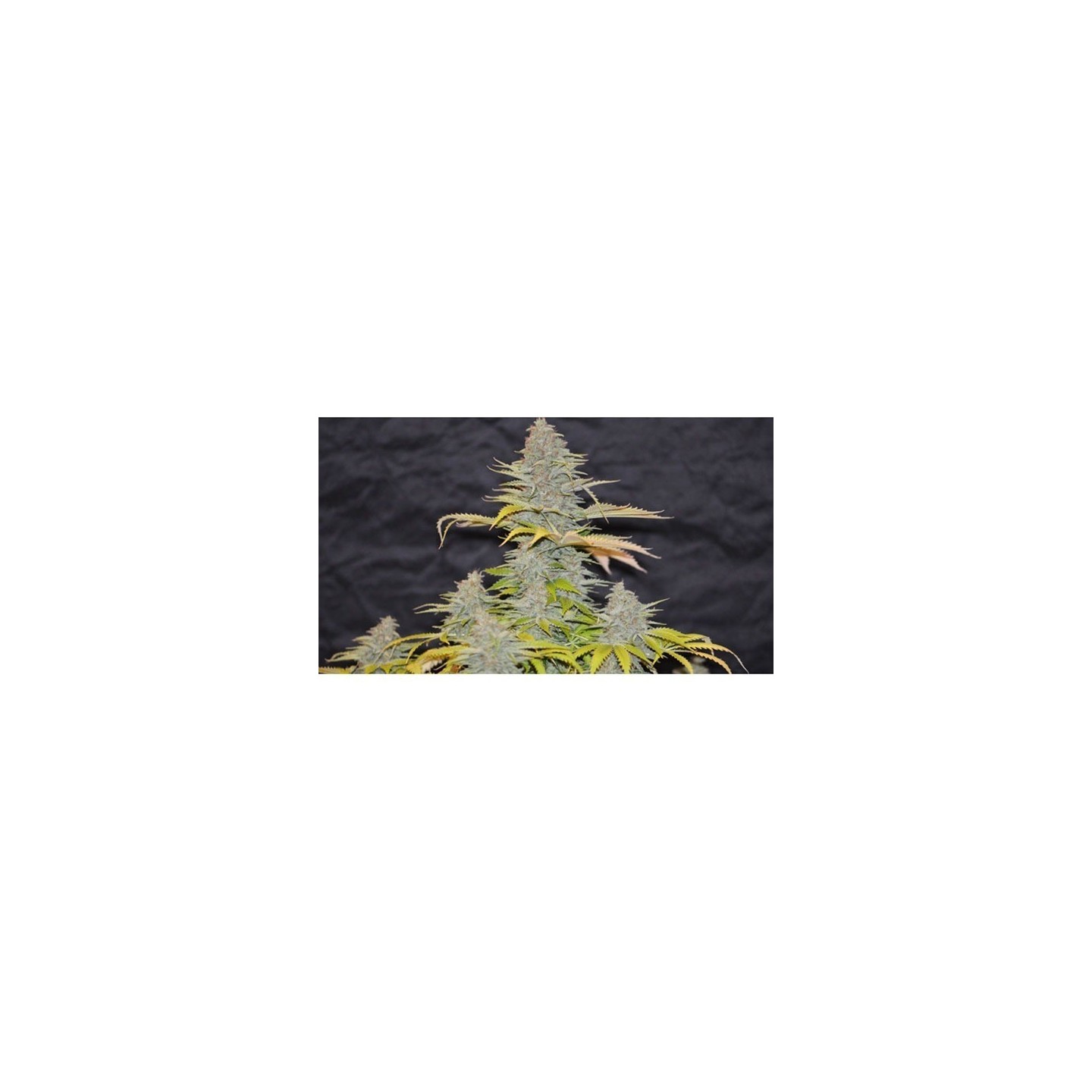Furious Candy Feminizada de Eva Seeds