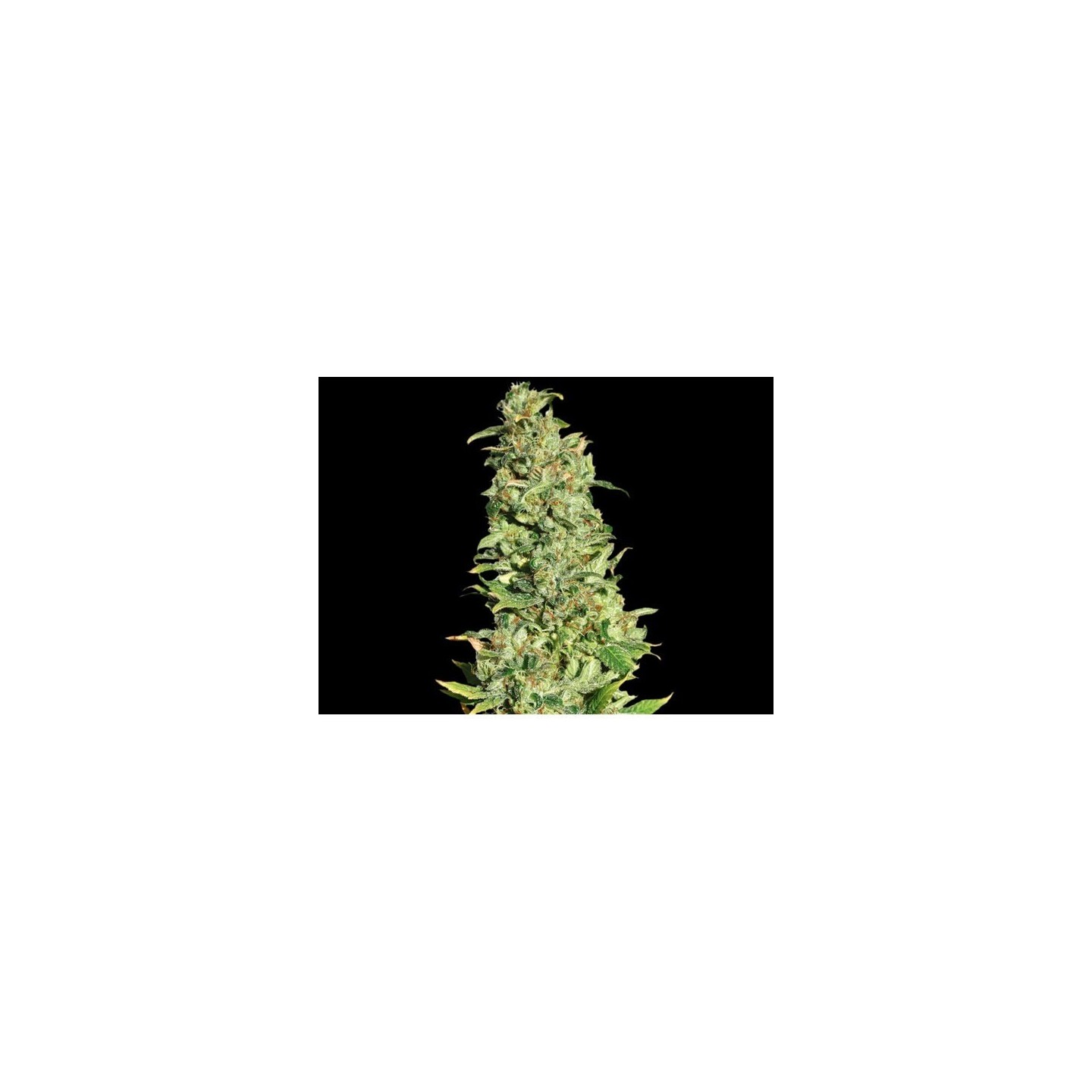 High Level Feminizada de Eva Seeds