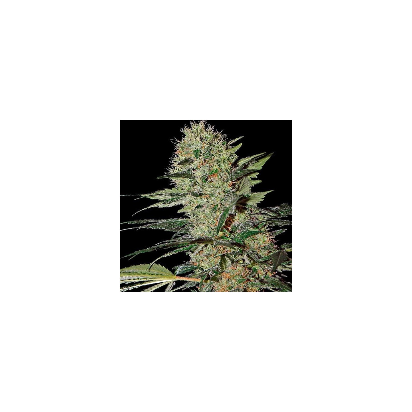 Exodus Cheese Autofloreciente Feminizada de Green House