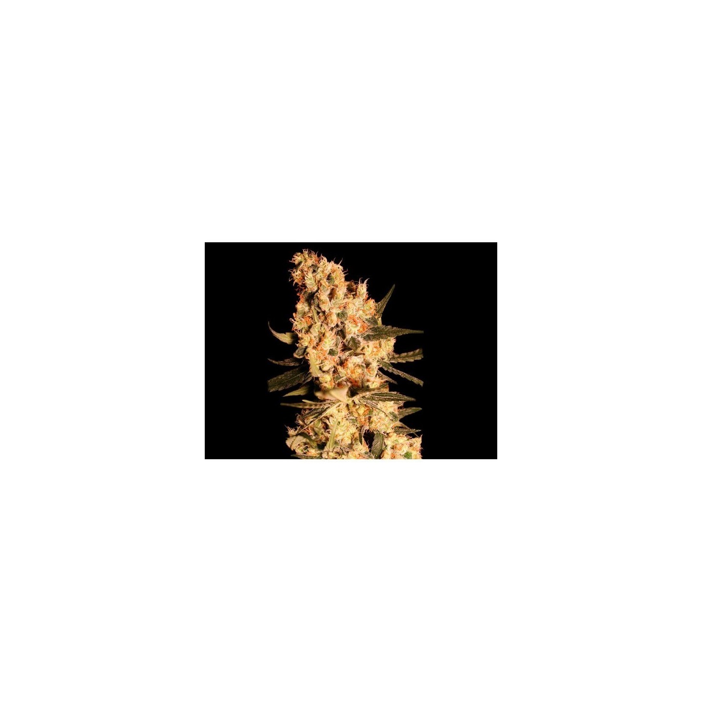 Jamaican Dream Feminizada de Eva Seeds