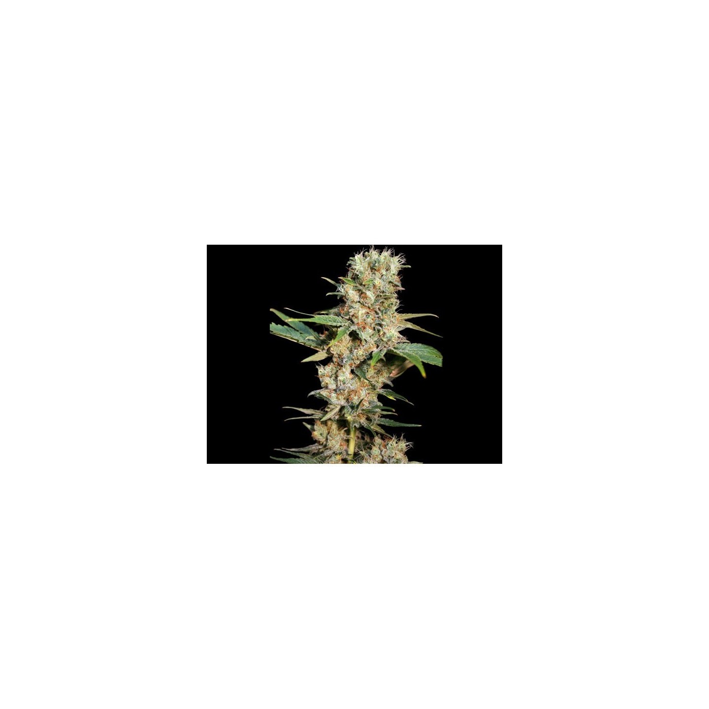 Missing Feminizada de Eva Seeds