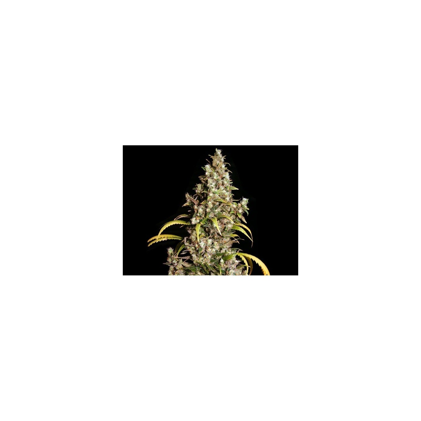 Monster Feminizada de Eva Seeds