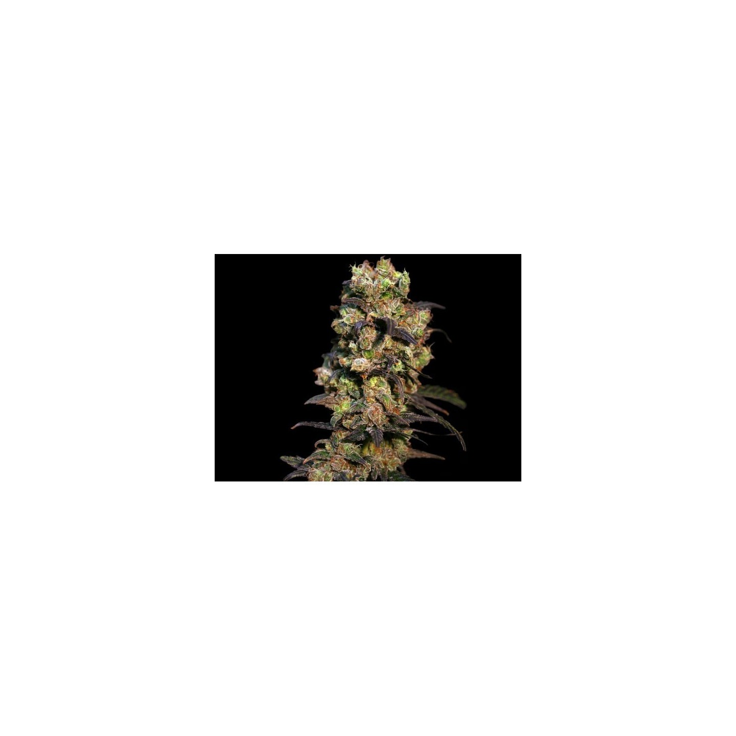 Pink Plant Feminizada de Eva Seeds