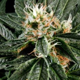 Great White Shark Feminizada de Green House