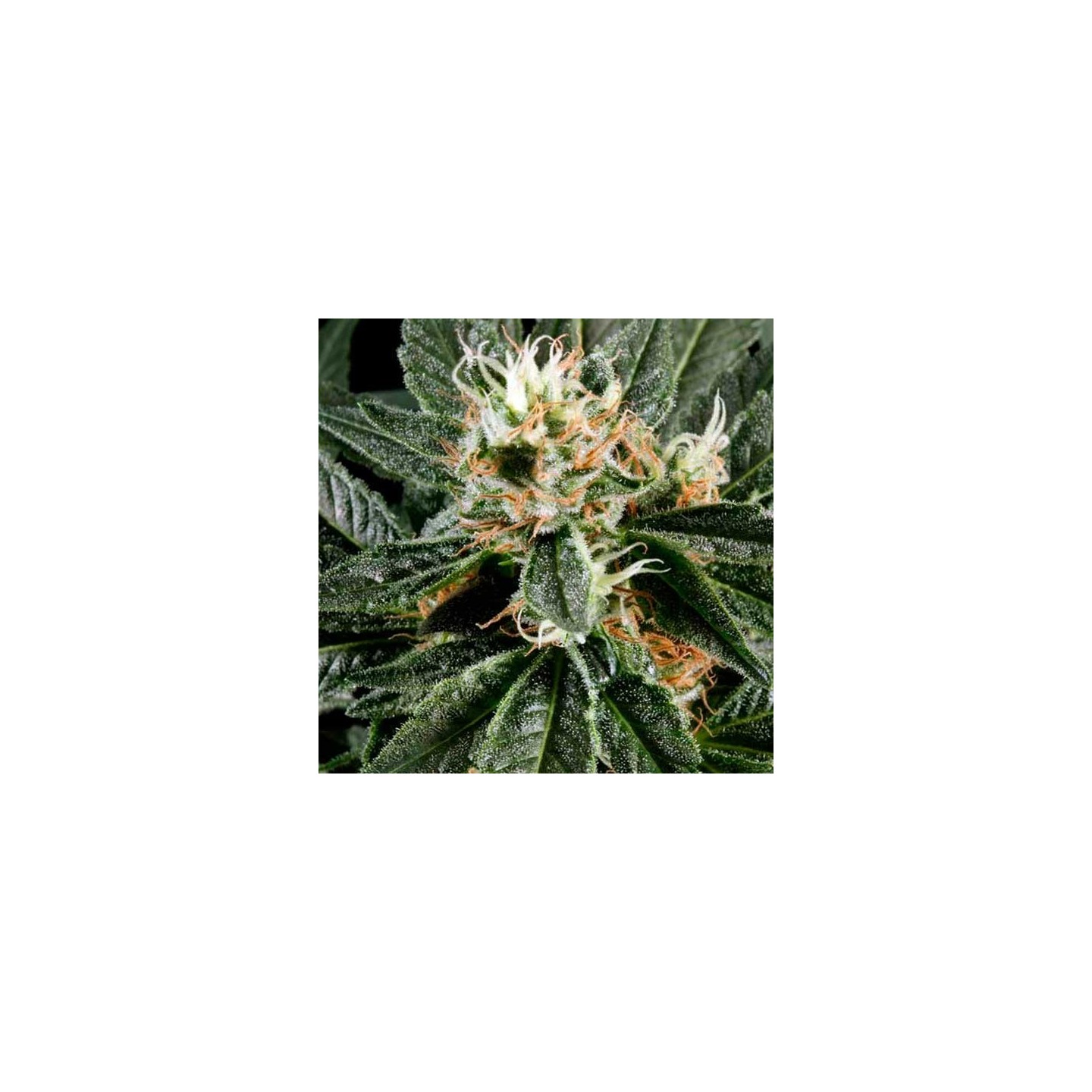 Great White Shark Feminizada de Green House