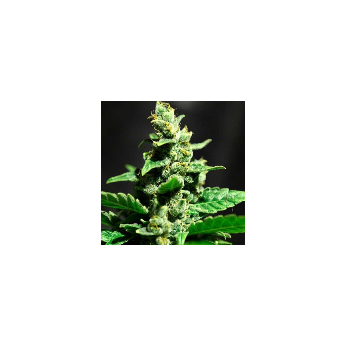 Green-o-Matic Feminizada de Green House