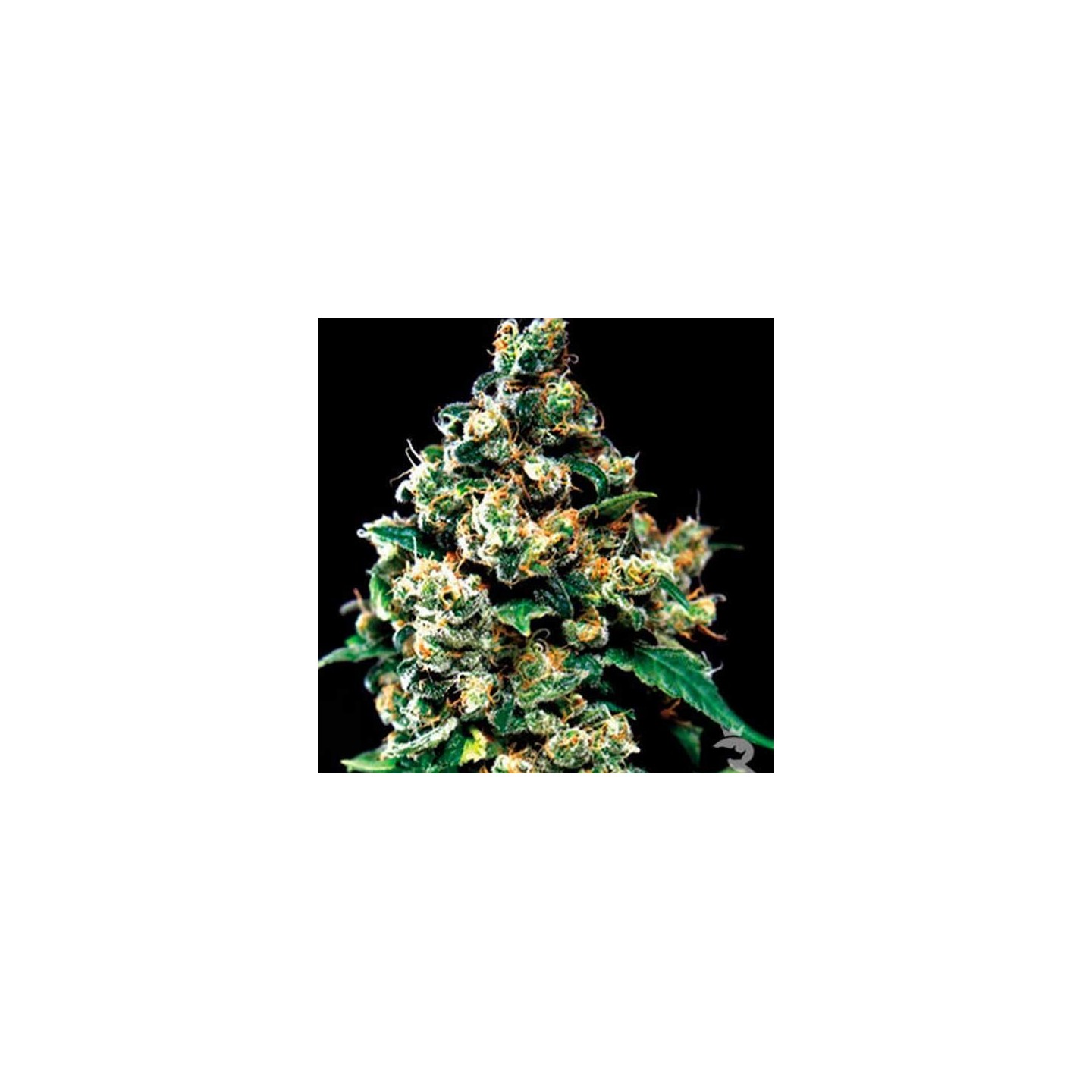 Jack Herer Feminizada de Green House