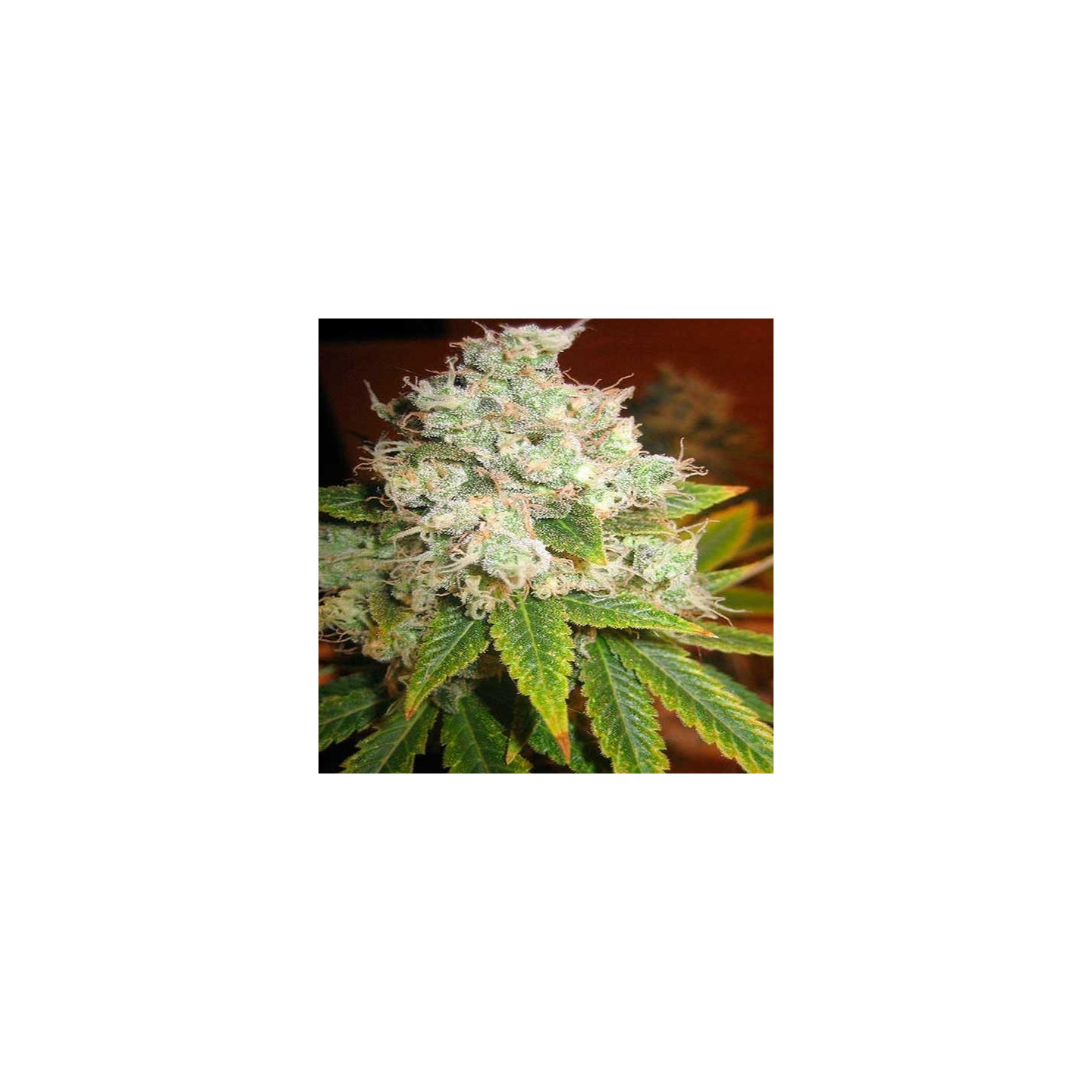 K-Train Feminizada de Green House