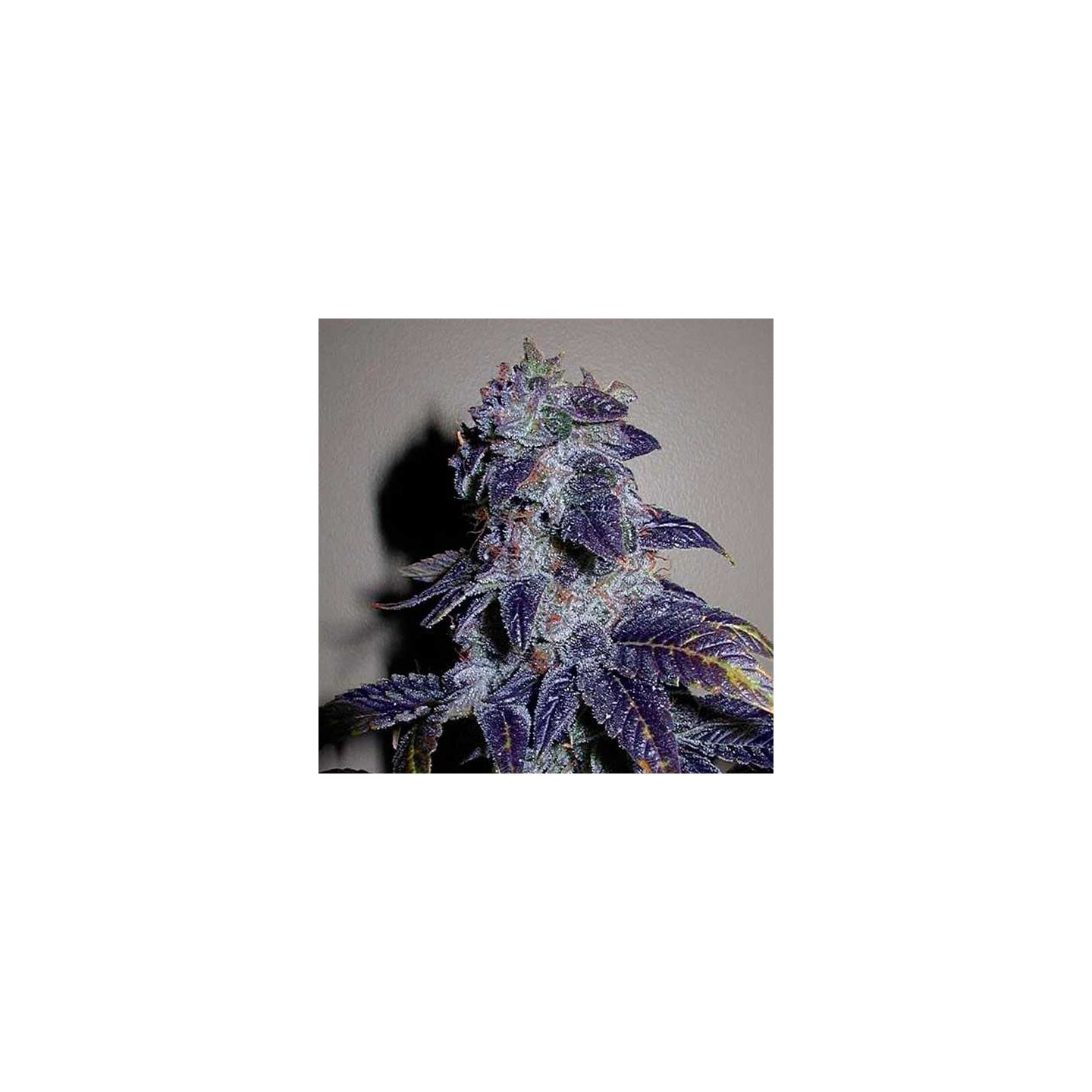 Kaia Kush Feminizada de Green House