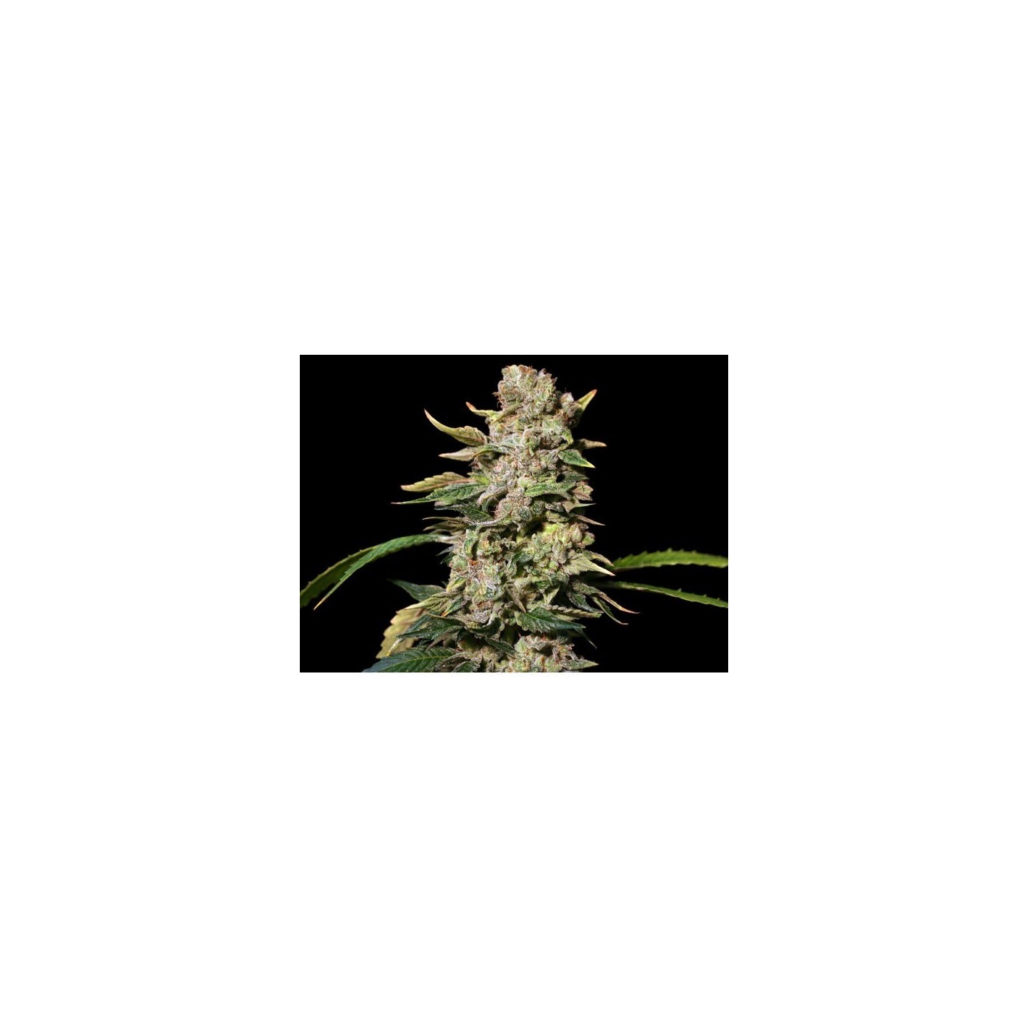 TNT Kush Feminizada de Eva Seeds