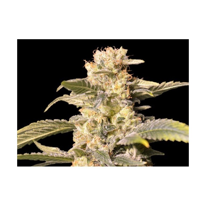 TNT Kush CBD Feminizada de Eva Seeds