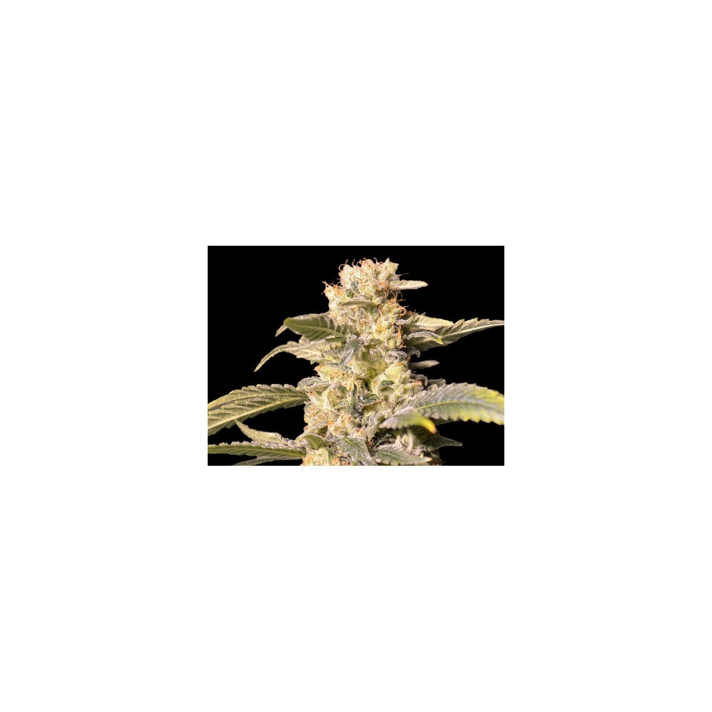 TNT Kush CBD Feminizada de Eva Seeds