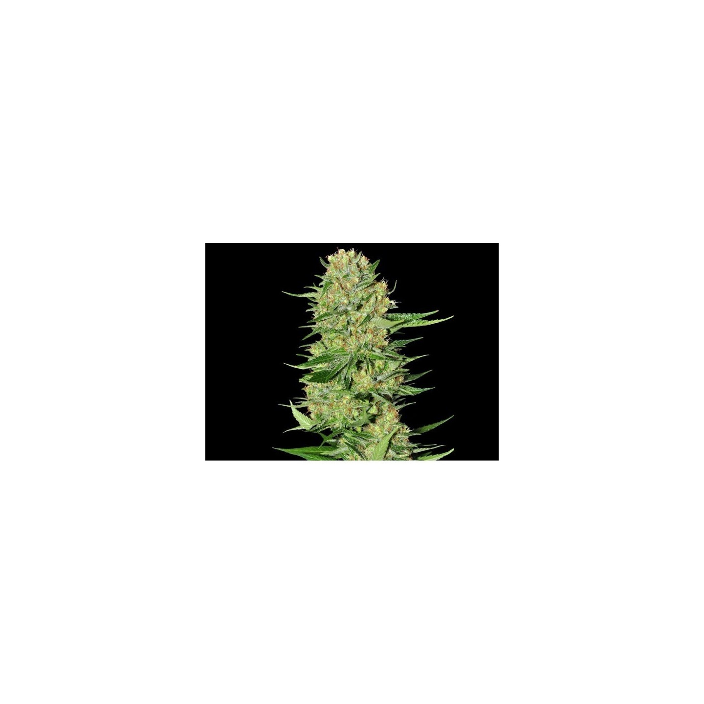 Veneno Feminizada de Eva Seeds