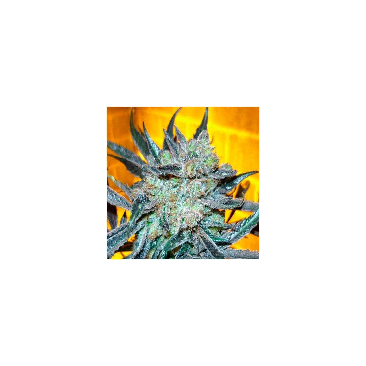 Kings Kush Feminizada de Green House