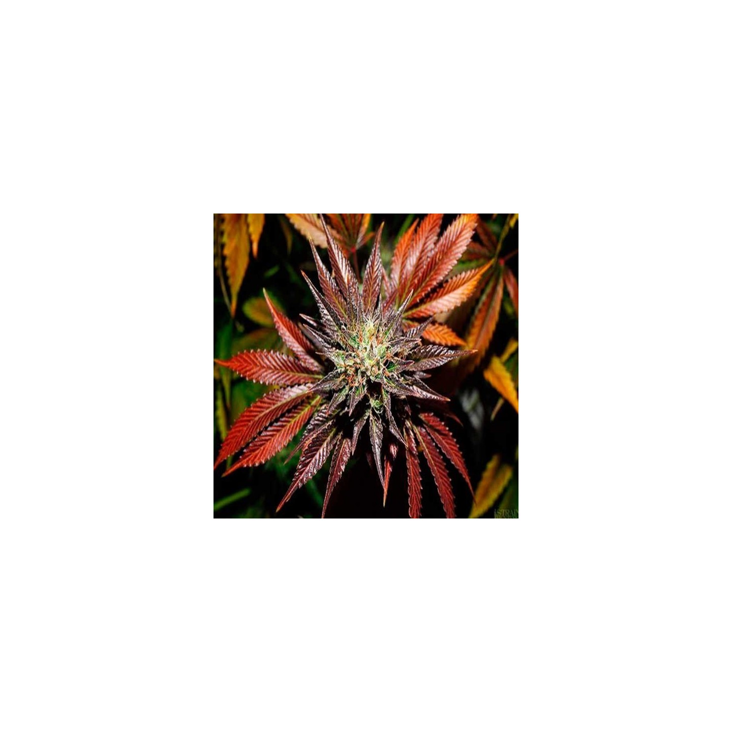 Kings Kush Autofloreciente Feminizada de Green House