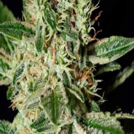 Ladyburn 1974 Feminizada de Green House